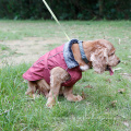 Hot Saling Frio Velo Forrado Esportes Cão Colete Pet Jaqueta Roupas com Forro Reflexivo e Pata do Cão de Estimação casaco